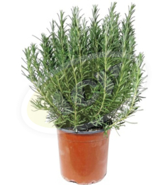 LAVANDA - RUZMARIN  U SAKSIJI